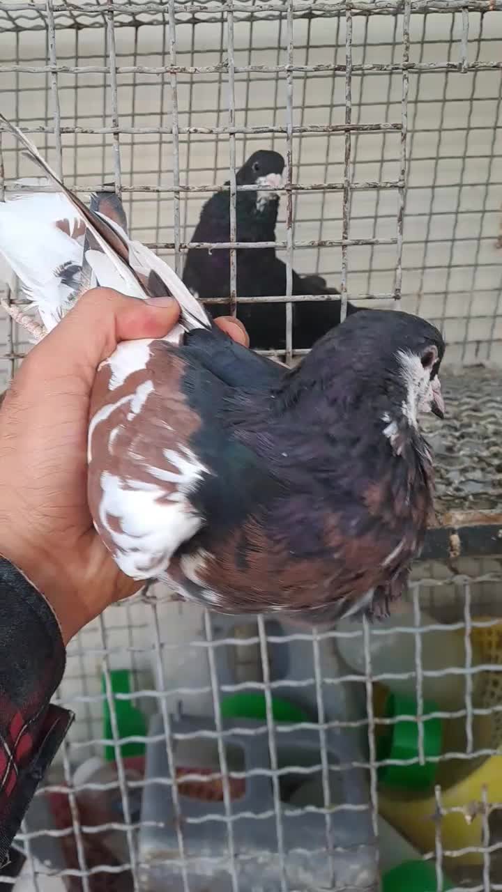 کبوتر شهری|پرنده|شیراز, شهرک ترکان|دیوار