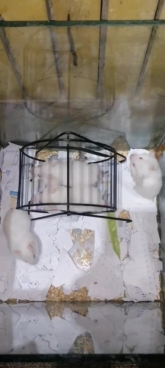 همستر بازیگوش|موش و خرگوش|مشهد, سرافرازان|دیوار