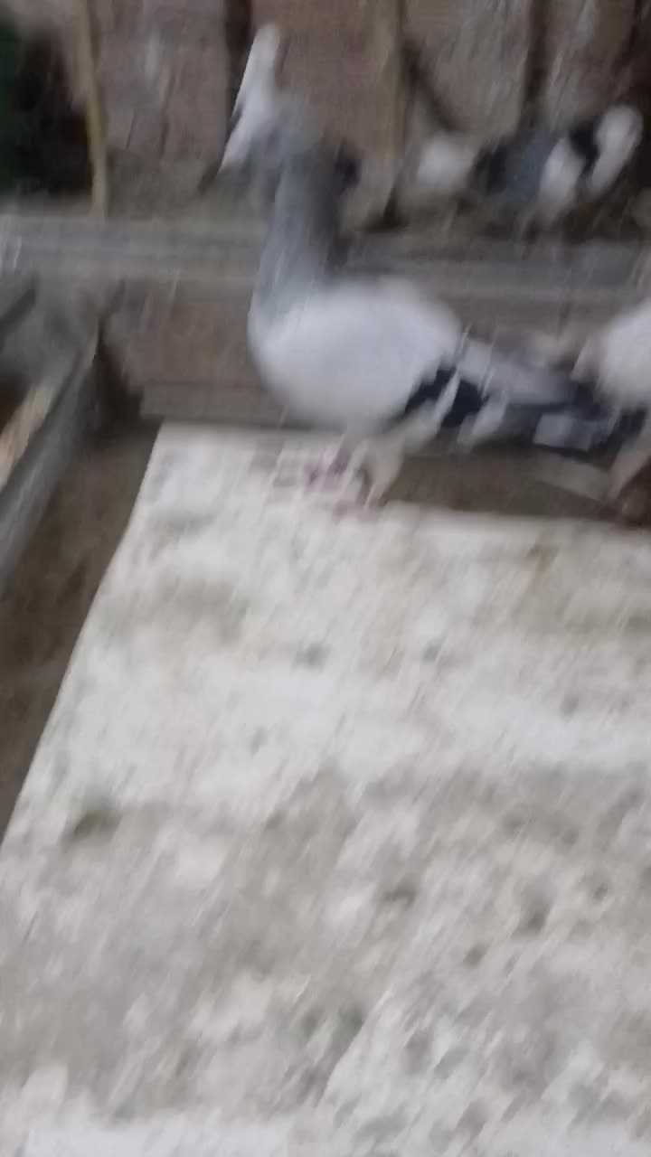 کبوتر|پرنده|گرگان, |دیوار