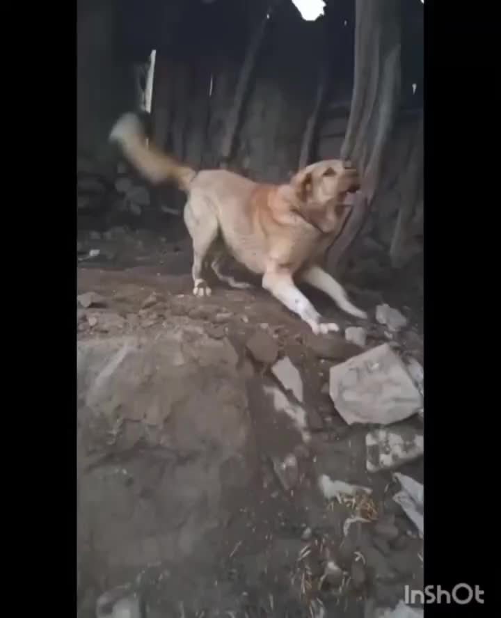 واگذاری سک پژدر|سگ|شمشک, |دیوار