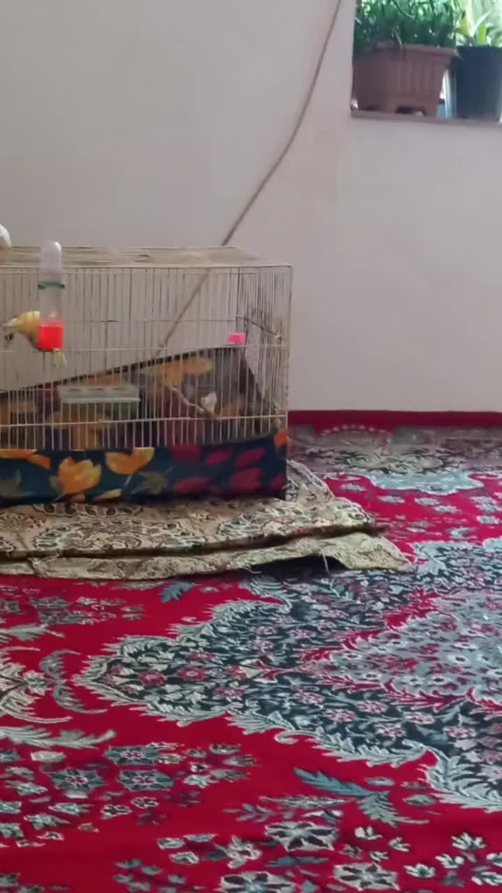 قناری نر|پرنده|تبریز, |دیوار