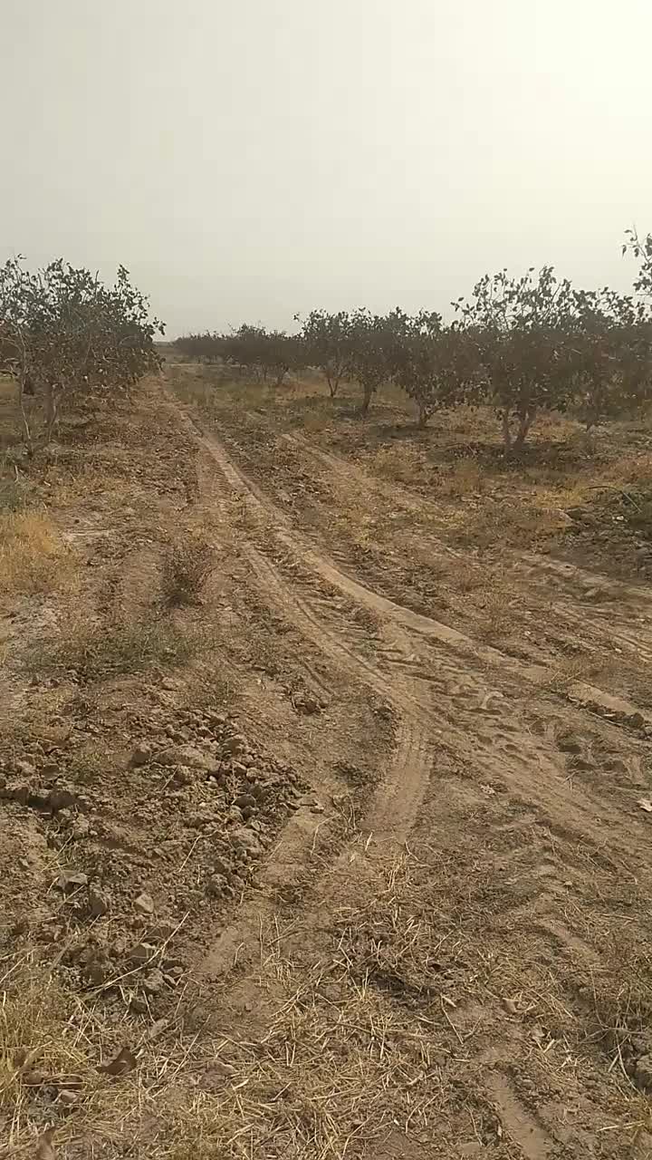 فروش باغ پسته ۱۵ ساله|فروش دفتر صنعتی، کشاورزی، تجاری|رشتخوار, |دیوار