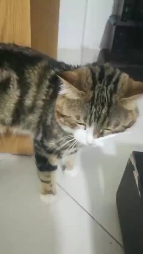 واگذاری گربه رایگان|گربه|بیرجند, |دیوار