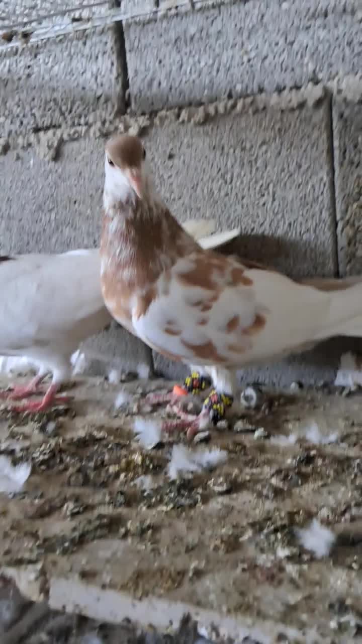 کفتر کبوتر طوقی و س|پرنده|گنبد کاووس, |دیوار