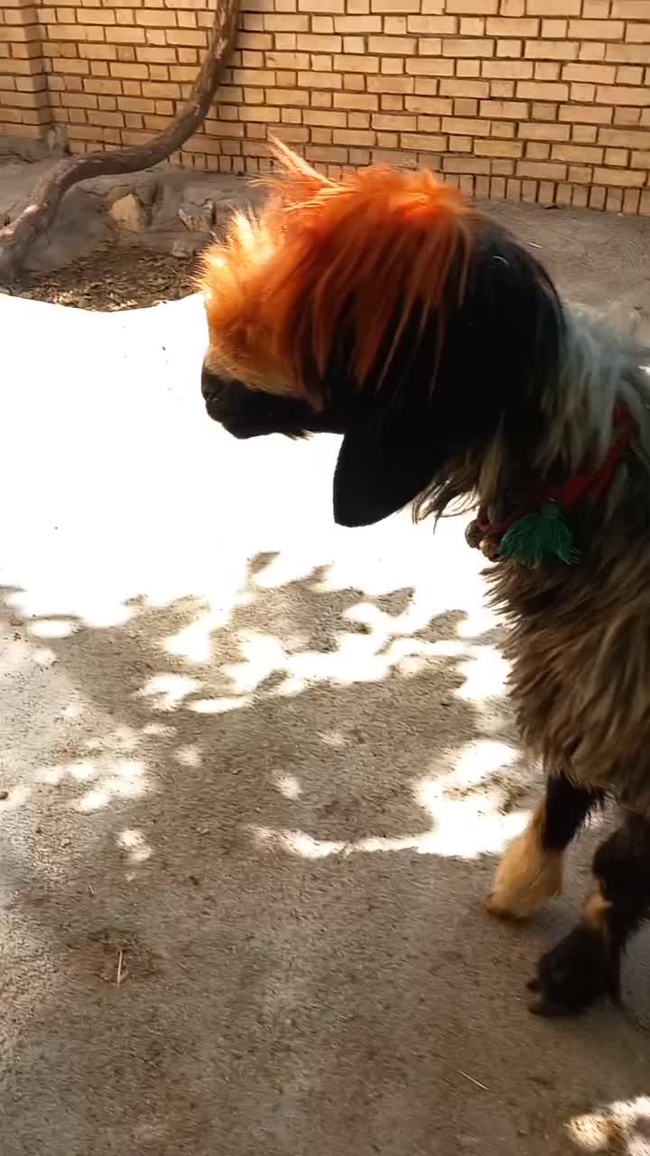 گوسفندبختیاری اصلی|حیوانات مزرعه|شیراز, احمدی جنوبی|دیوار