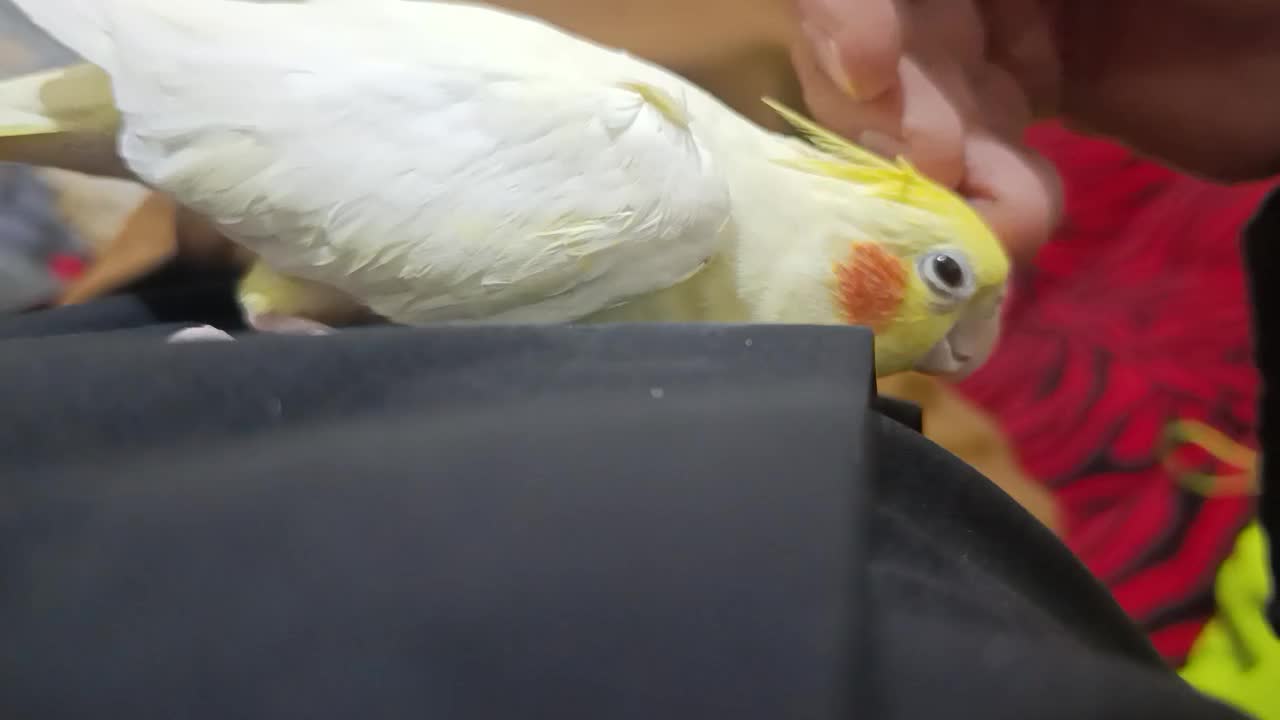 پرنده جفت عروس هلندی مرغ عشق قناری فنچ|پرنده|تربت جام, اسماعیل آباد|دیوار