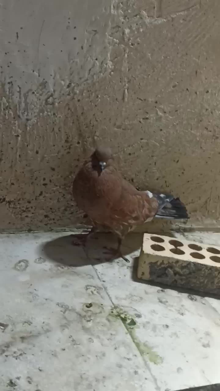 کله ای یه تیکه|پرنده|آبادان, |دیوار