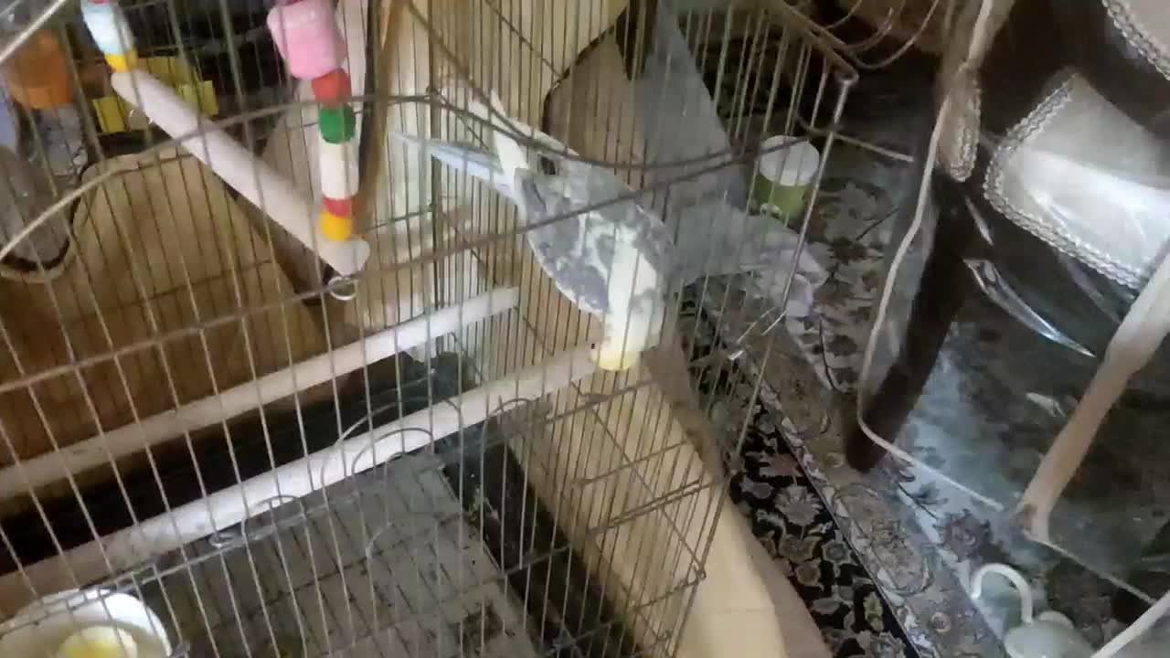 عروس هلندی|پرنده|فردیس, سپید دشت|دیوار