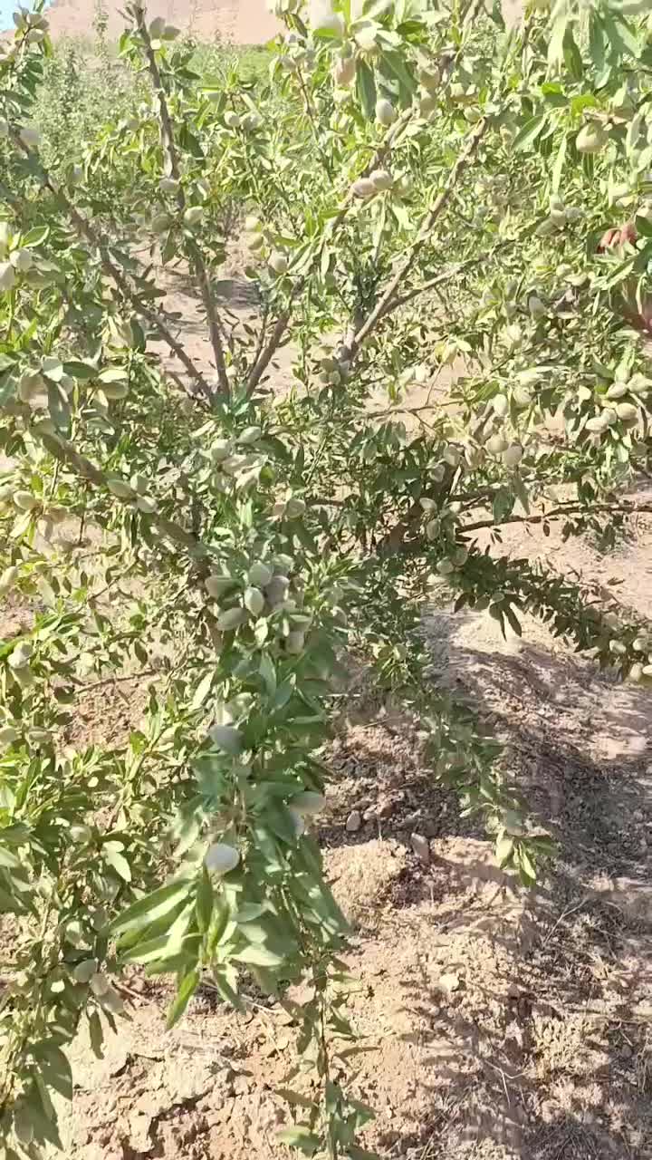 ارقام کمیاب نهال های بادام زودبازده خوشه ای دیرگل|خدمات باغبانی و درختکاری|مشهد, دانش|دیوار