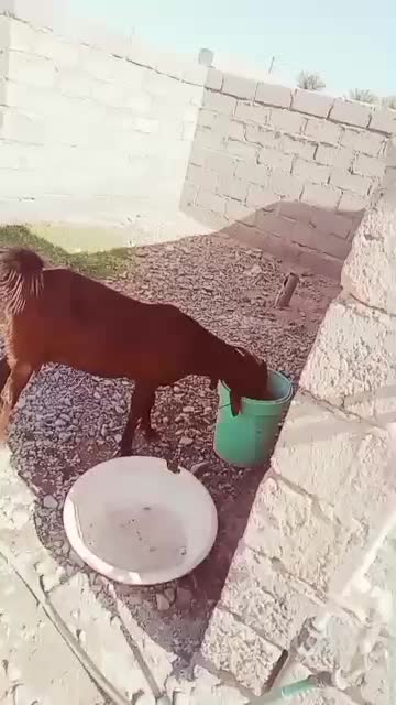 فروش بز و چپشت چاق و سرحال|حیوانات مزرعه|قلعه گنج, |دیوار