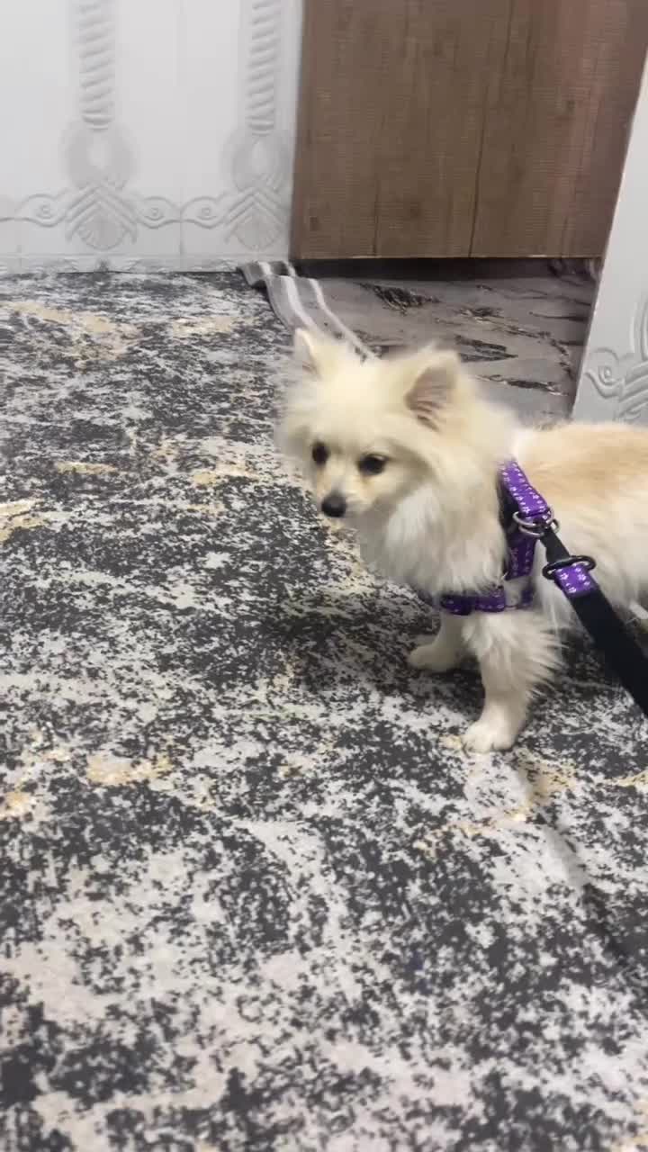 توله پامر خرسی|سگ|کرمان, |دیوار