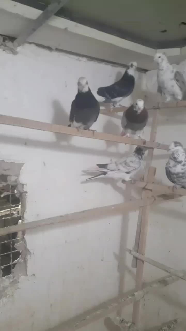 کبوتر|پرنده|قم, وادی السلام|دیوار