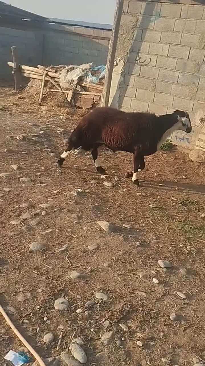 قوچ|حیوانات مزرعه|سیمین شهر, |دیوار