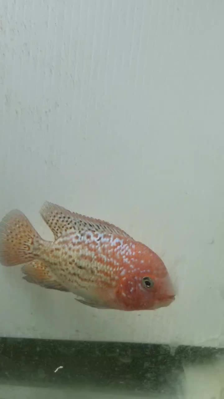 ویجا سوپر رد سینسپیلوم(هیبرید با رد مانکی)|ماهی|قدس, شهرقدس|دیوار