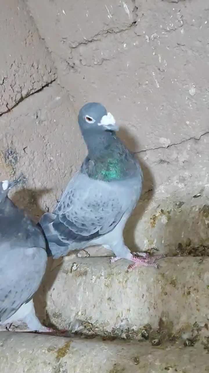کبوتر.پلاکی|پرنده|مبارکه, |دیوار