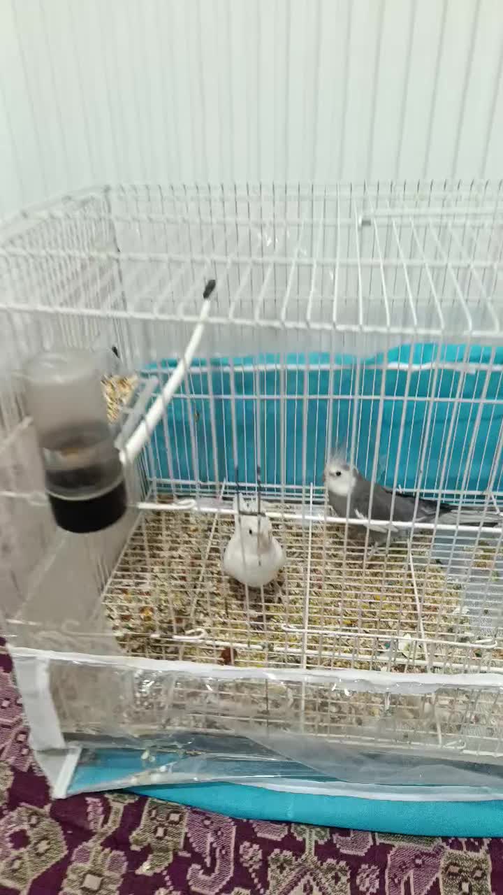 عروس هلندی|پرنده|مشهد, رده|دیوار