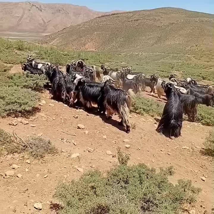 ۶۰ بز داشتی|حیوانات مزرعه|بلداجی, |دیوار