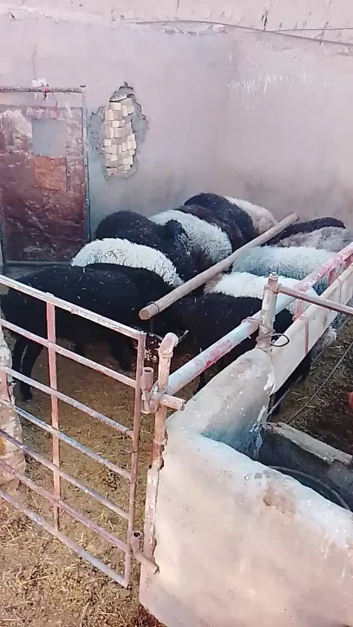 میش وبر|حیوانات مزرعه|اراک, |دیوار