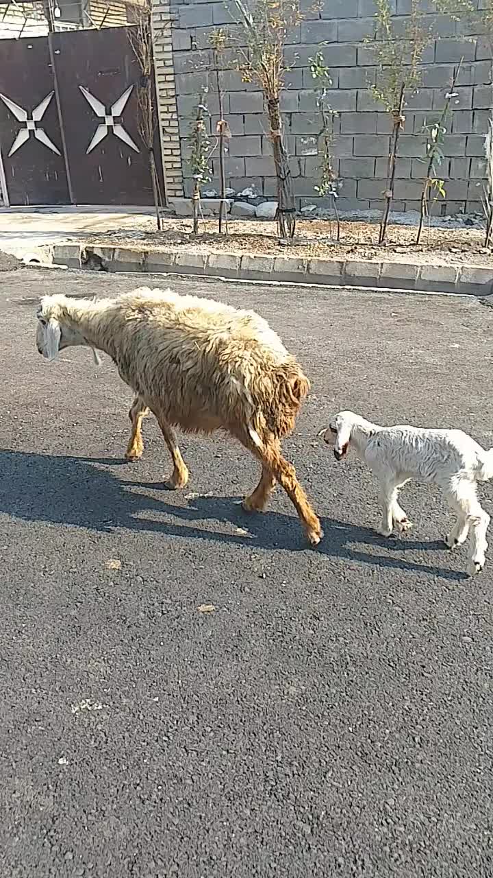 بیگ بز بره میش|حیوانات مزرعه|دزفول, |دیوار