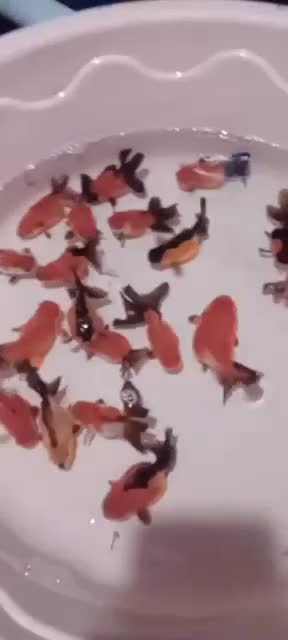 بارماهی گلفیش شارژ شد|ماهی|فولادشهر, مسکن مهر فولادشهر|دیوار