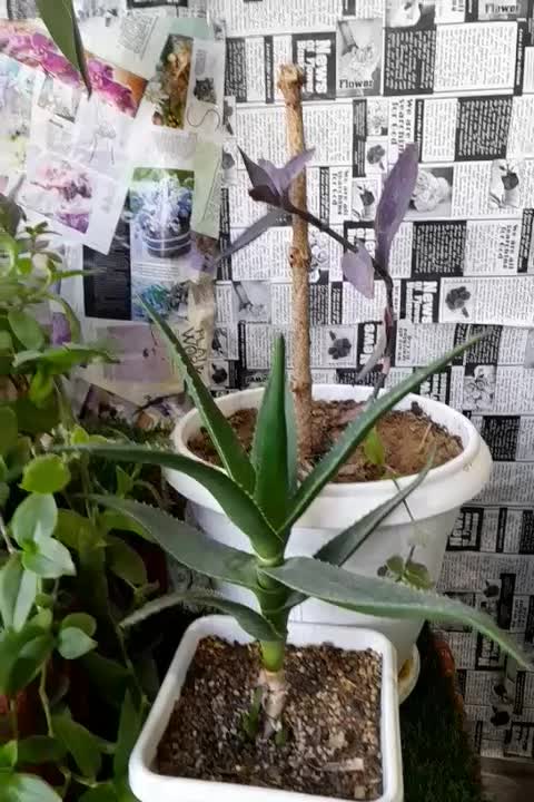 گل آپارتمانی|گل و گیاه طبیعی|شهرکرد, |دیوار