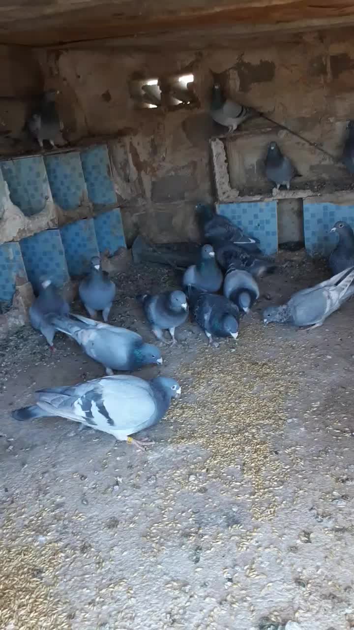 کبوتر پلاکی مسافتی|پرنده|یاسوج, |دیوار