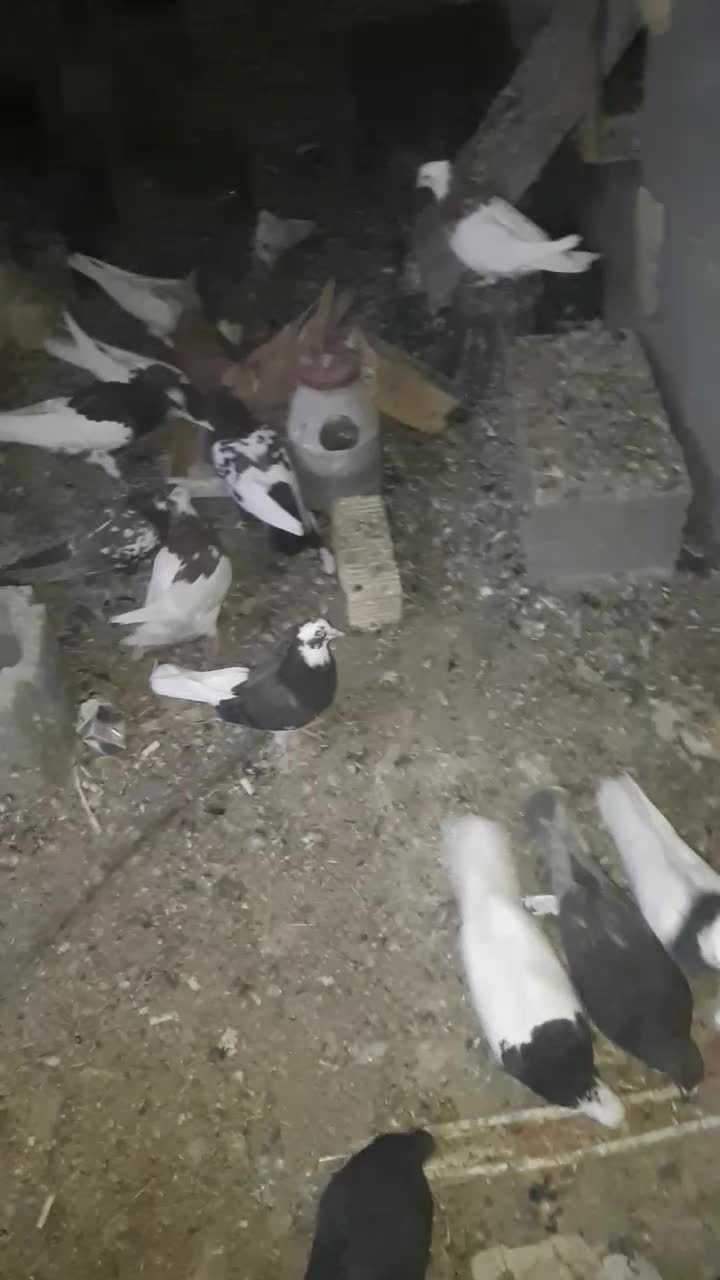 انواع کفتر کله،دم و سینه و طوق|پرنده|اقلید, |دیوار