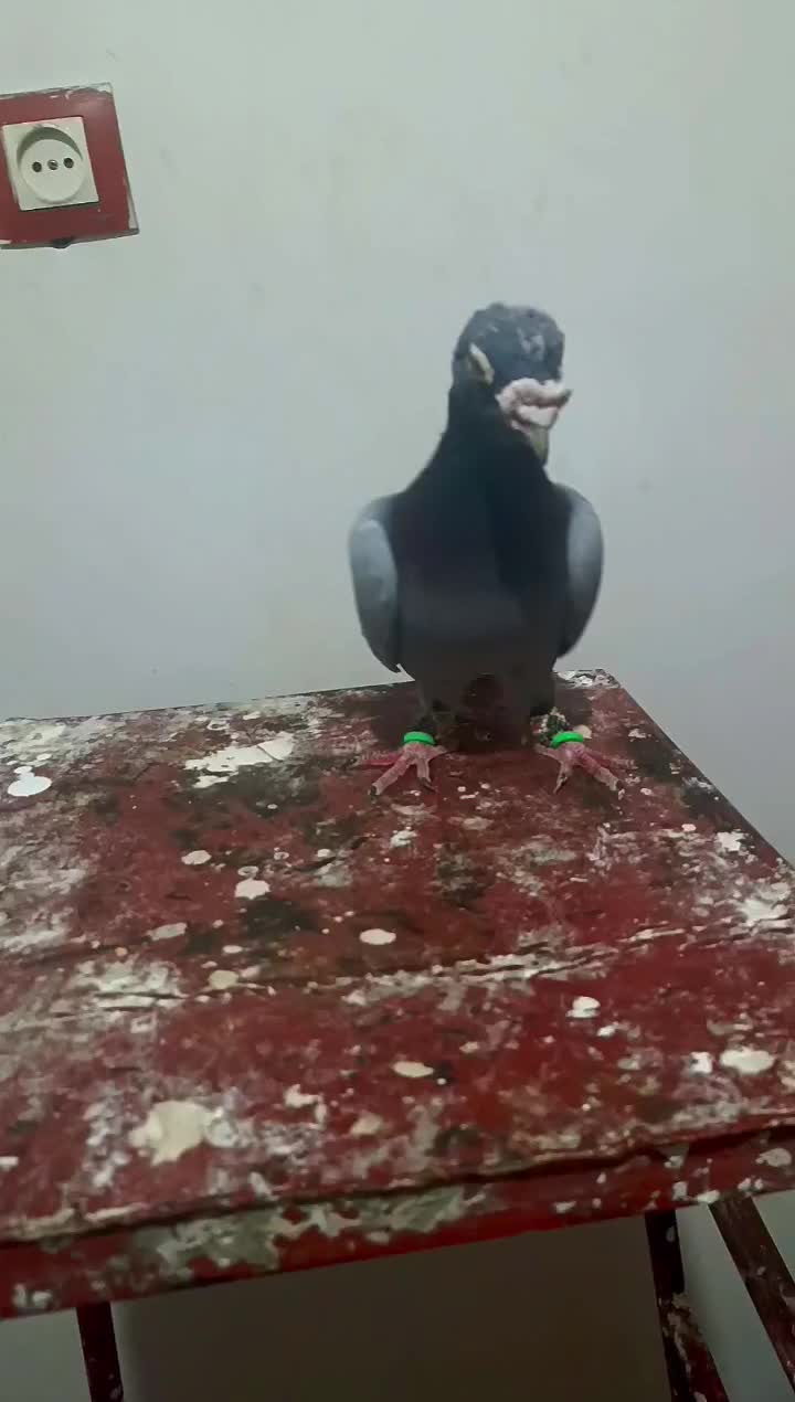 سبزآلمانی|پرنده|چناران, |دیوار