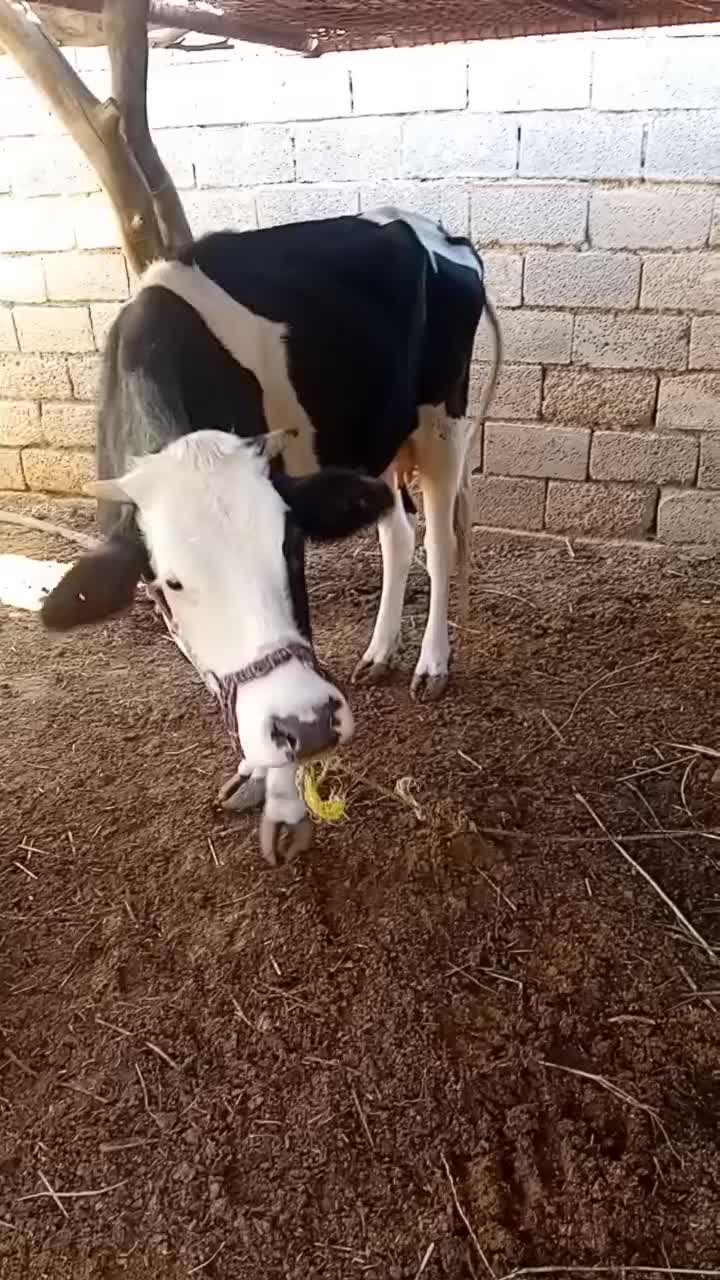 گاو خارجی با گوساله یک ساله برای فروش|حیوانات مزرعه|چمران, |دیوار