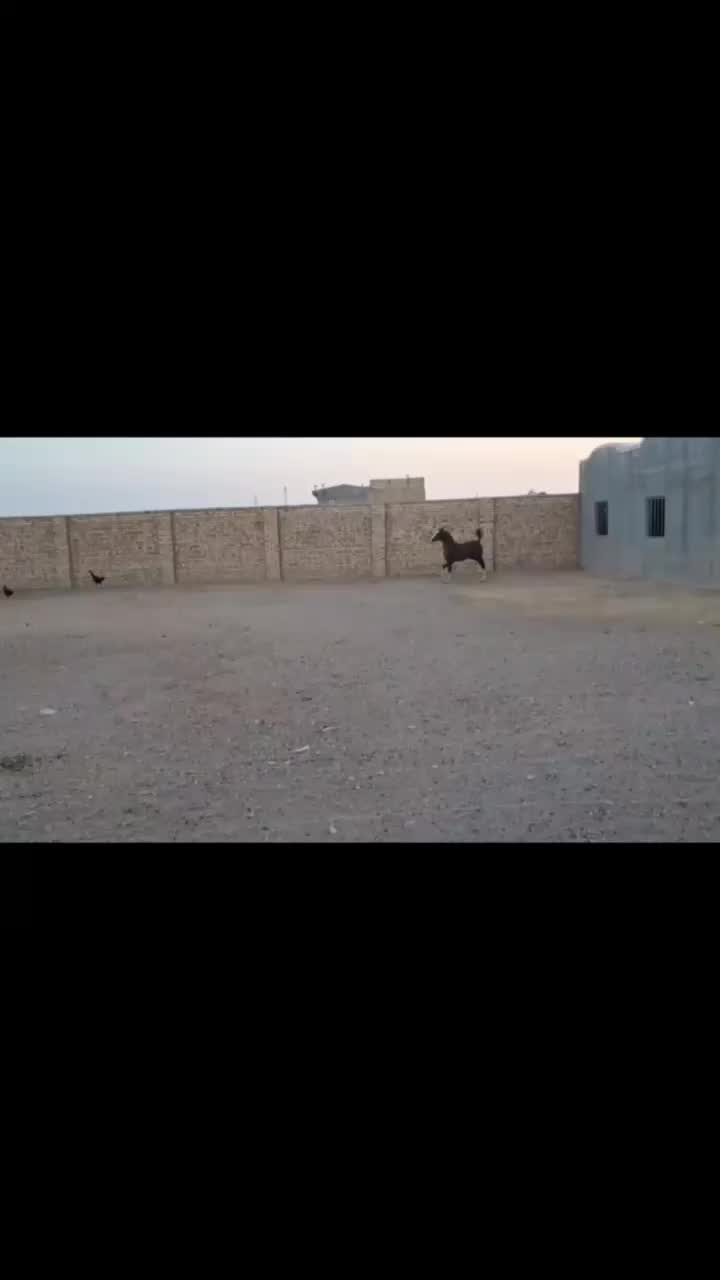 اسب|اسب و تجهیزات اسب‌سواری|اسفرورین, |دیوار