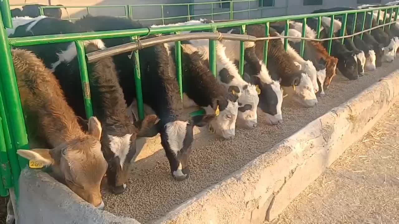 گاو شیری گوساله نر و ماده|حیوانات مزرعه|تربت جام, میان جام|دیوار