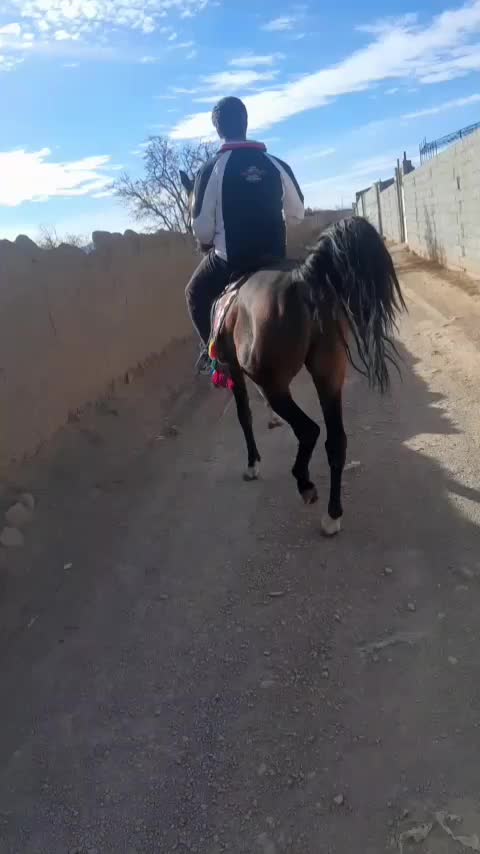 اسب خرید فروش معاوضه|اسب و تجهیزات اسبسواری|همدان, |دیوار