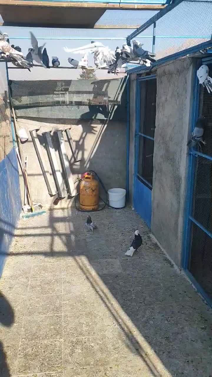 کفتر|پرنده|زیباشهر, |دیوار