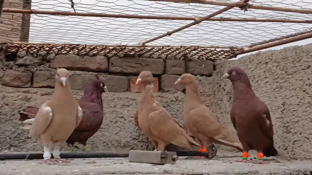 کبوتر رنگی دمسفید|پرنده|قزوین, |دیوار