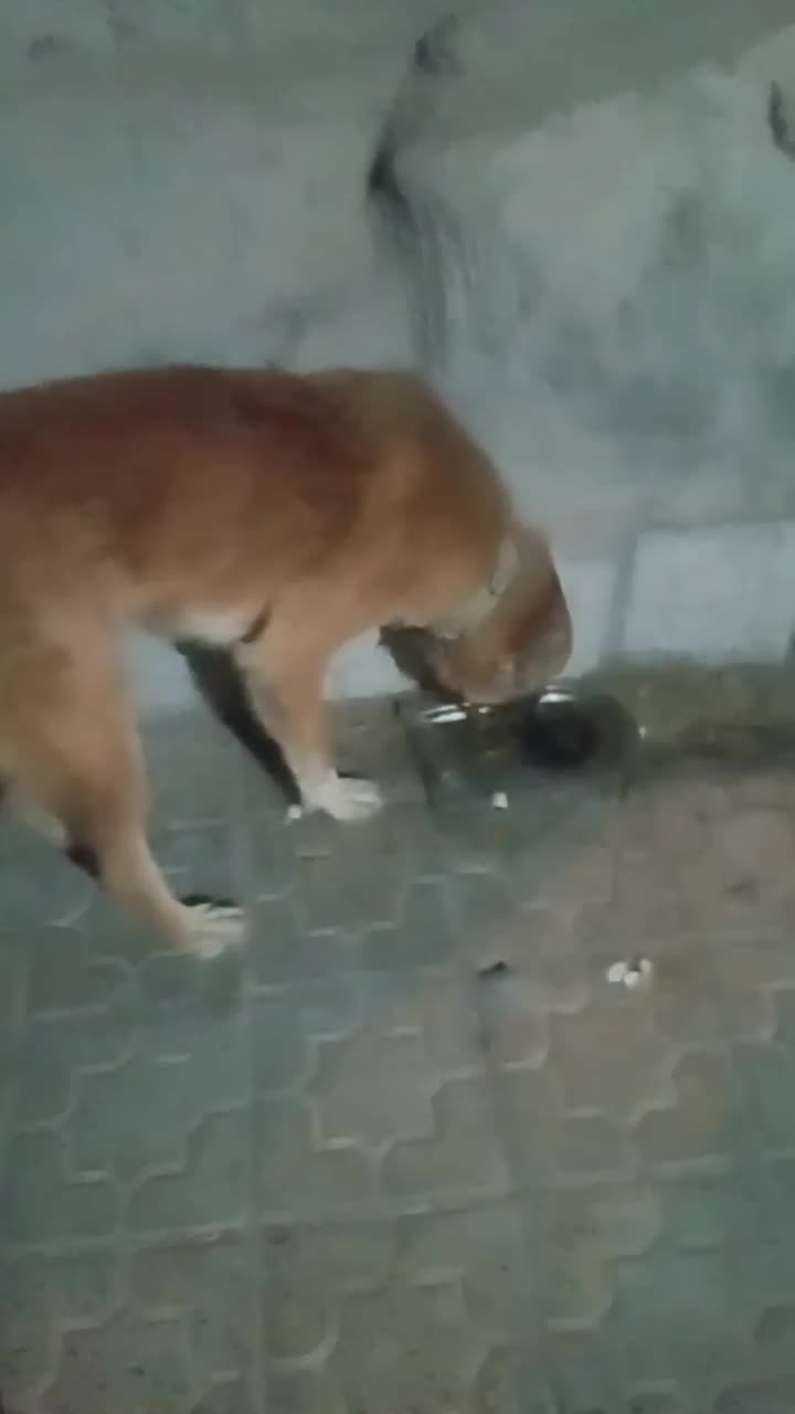 سگ رمگی بسیارهوشیار|سگ|بیرجند, |دیوار