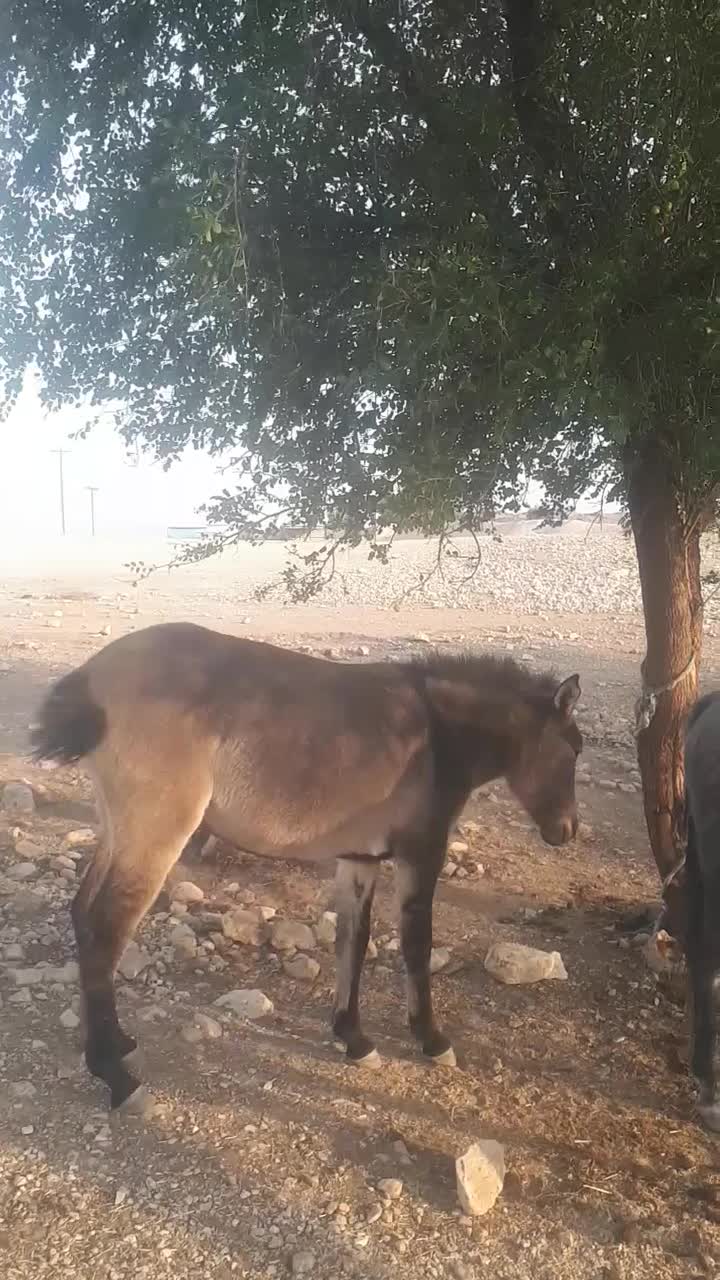 قاطر|حیوانات مزرعه|اندیمشک, |دیوار