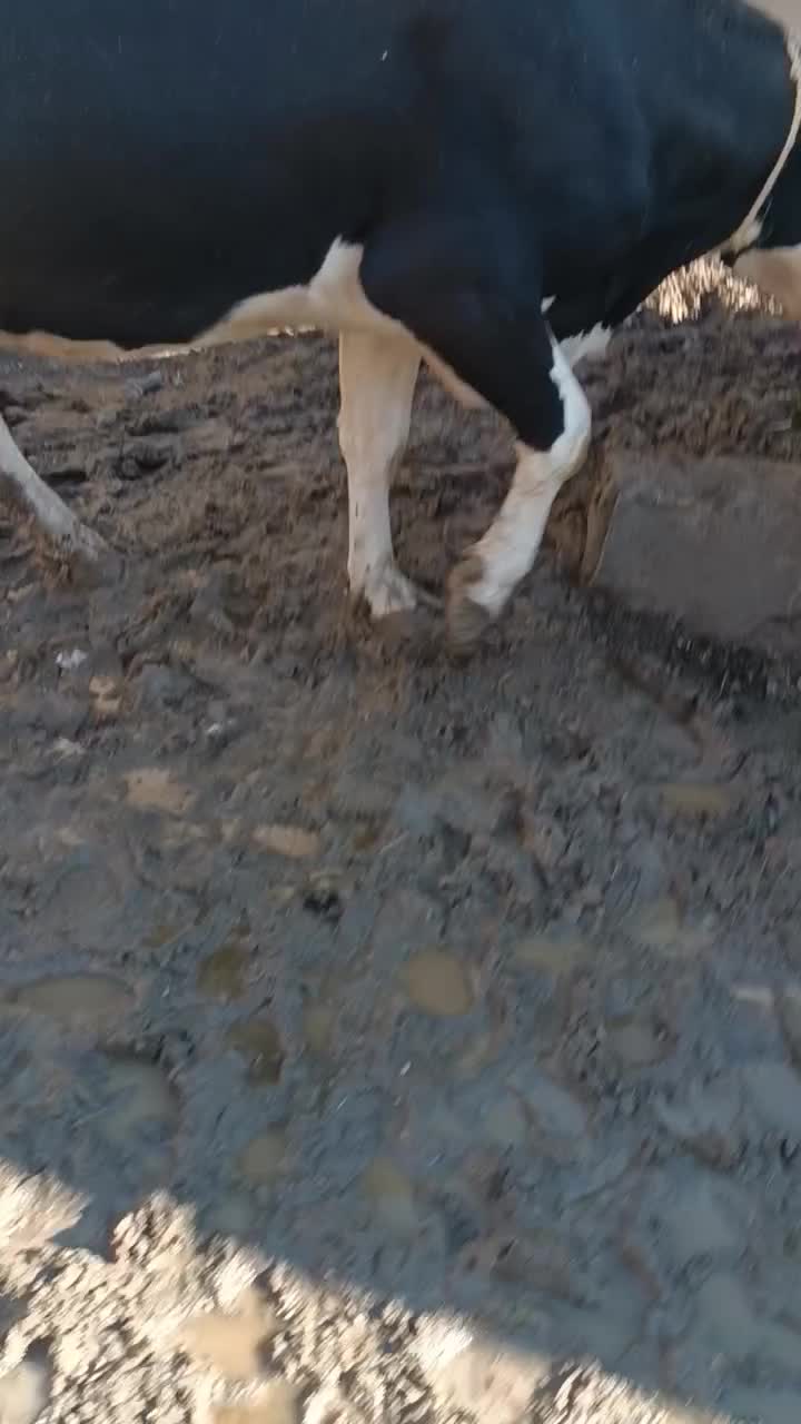 گاو سمنتال پرشیر|حیوانات مزرعه|هشترود, |دیوار