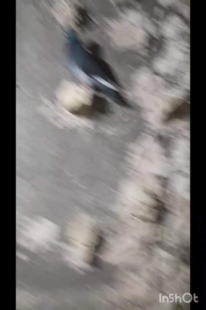 کبوتر پرشی|پرنده|تربت‌حیدریه, پائین ولایت|دیوار