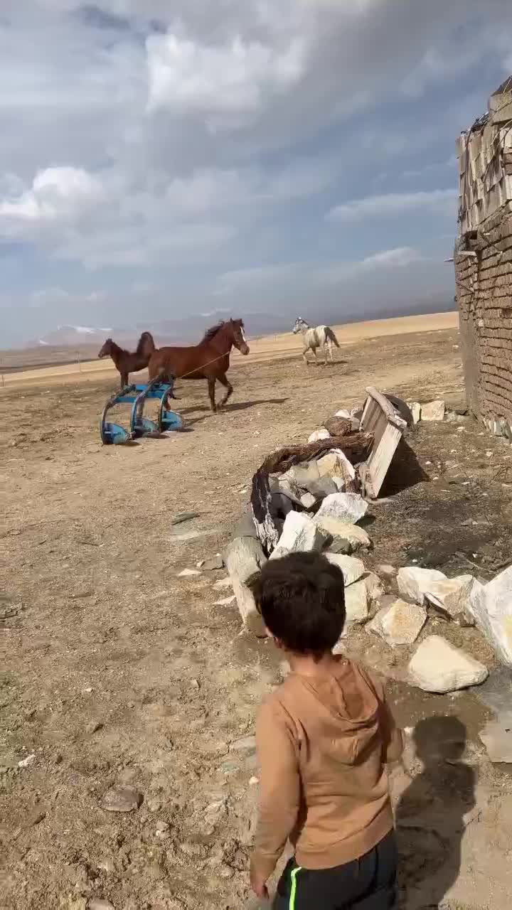 اسب|اسب و تجهیزات اسب‌سواری|قرچک, داوود آباد|دیوار