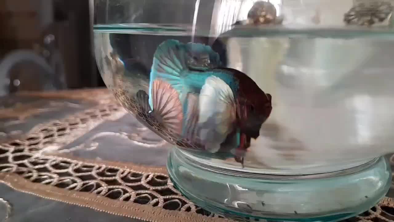 فروش ۳عدد فایتر مولد هافمون|ماهی|سلماس, |دیوار