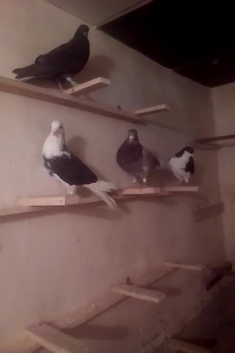 ۴ تا کفتر|پرنده|صفادشت, |دیوار