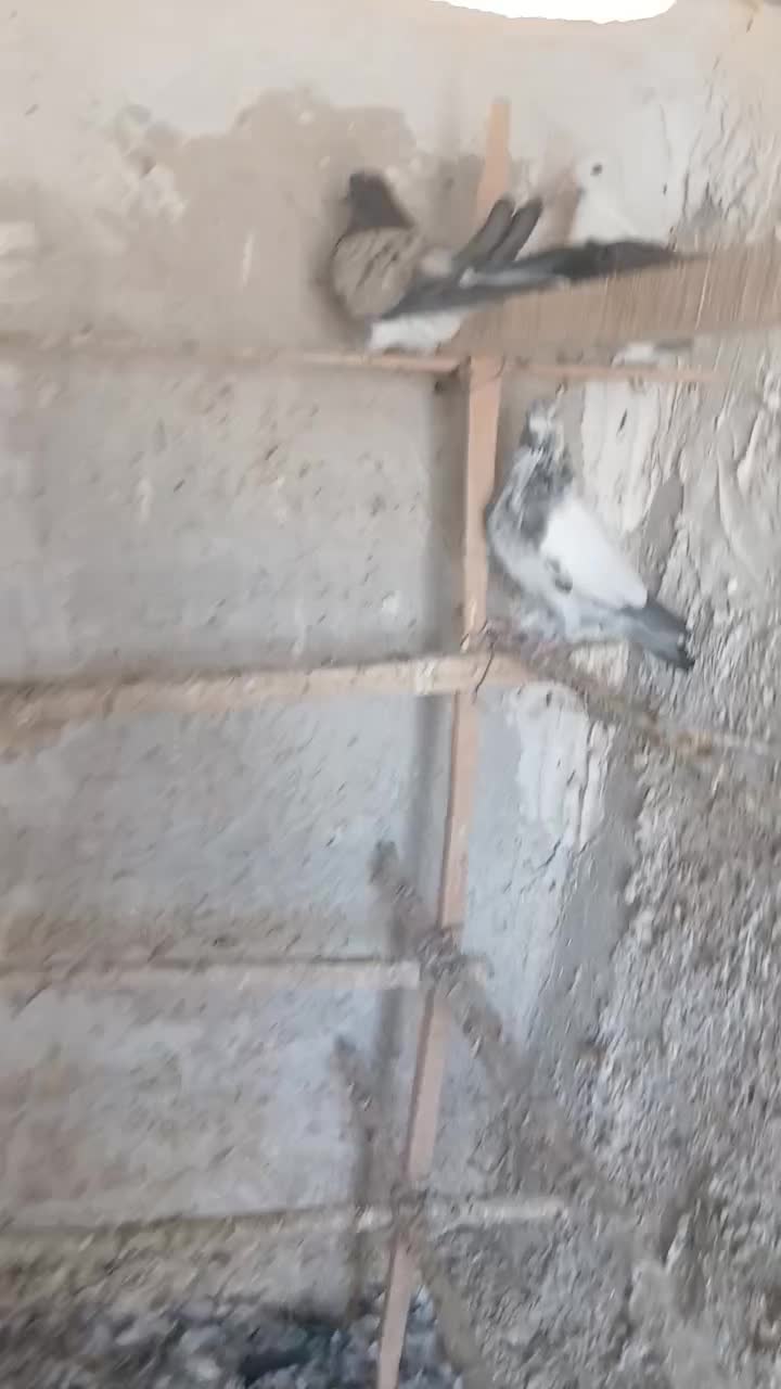 حدود 25تا کفتر عالی|پرنده|گرمسار, |دیوار