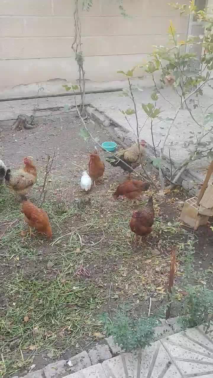 مرغ محلی با جوجه محلی|حیوانات مزرعه|محمدیه-قزوین, |دیوار