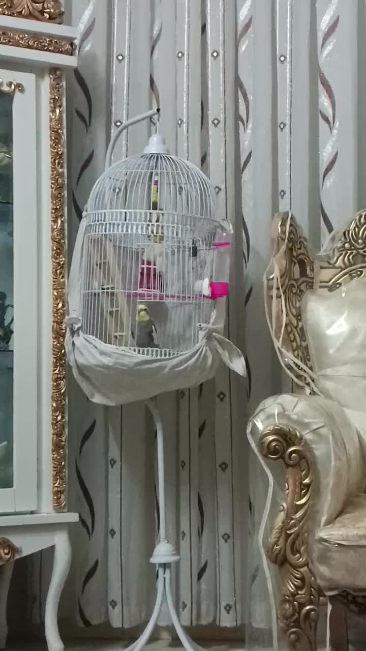 عروس هلندی نر|پرنده|بیرجند, |دیوار