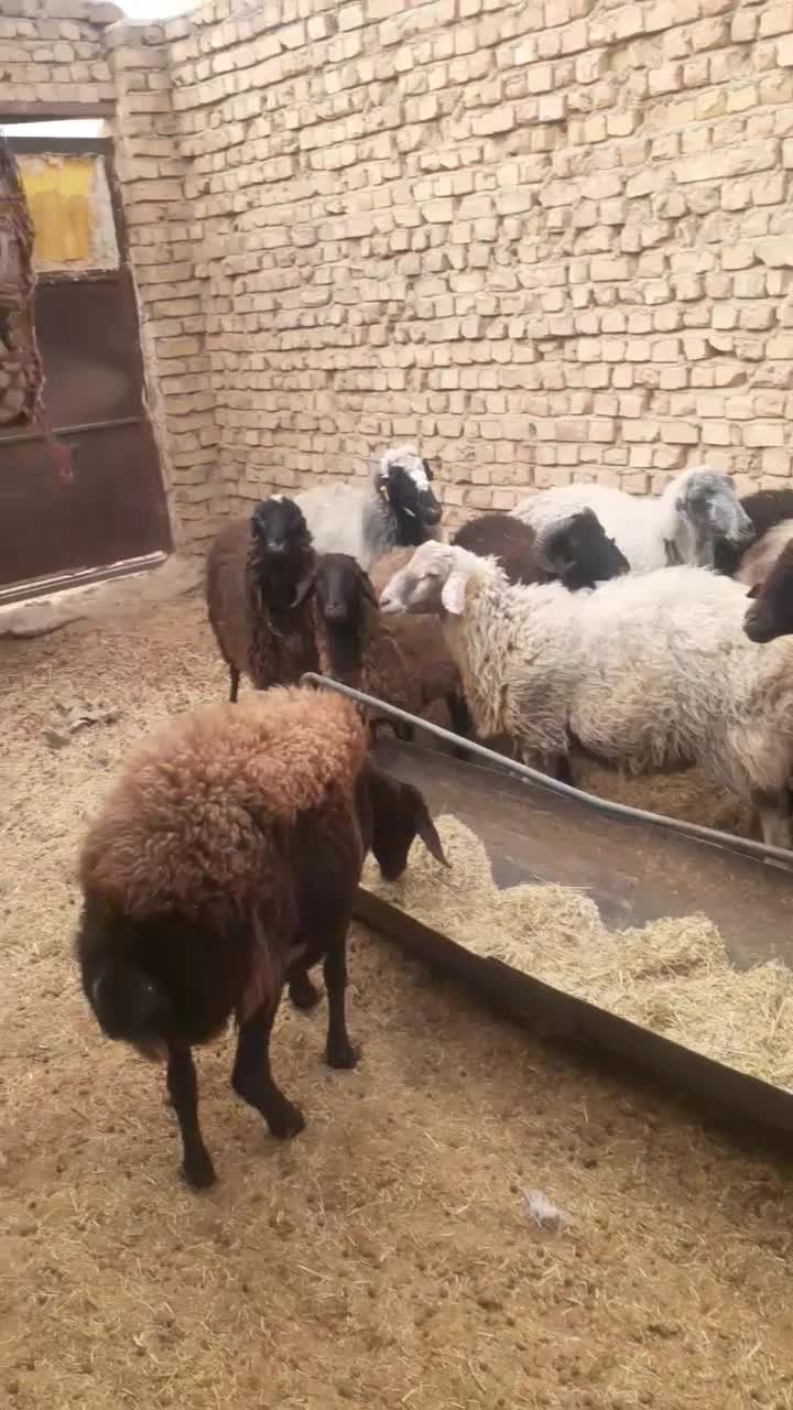 میش وبره|حیوانات مزرعه|جوادآباد, |دیوار