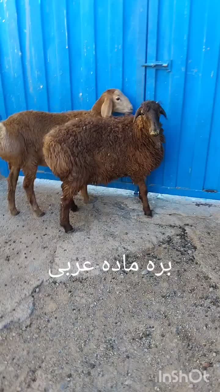 بره عربی سبک وزن|حیوانات مزرعه|تربت جام, جامرود|دیوار