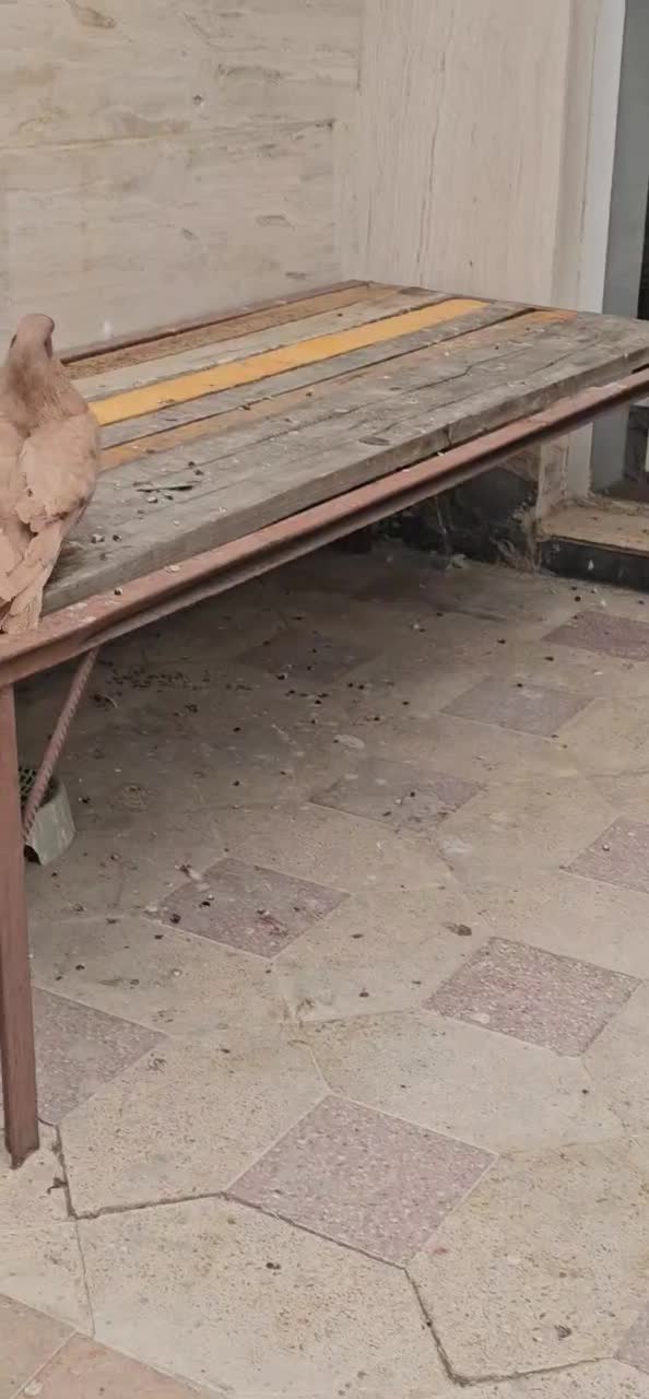 سرخ و زرد خاص|پرنده|شیراز, انجیر|دیوار