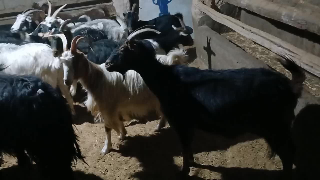 فروش ۴۰ راس بز|حیوانات مزرعه|هشتگرد, شهرک بعثت|دیوار