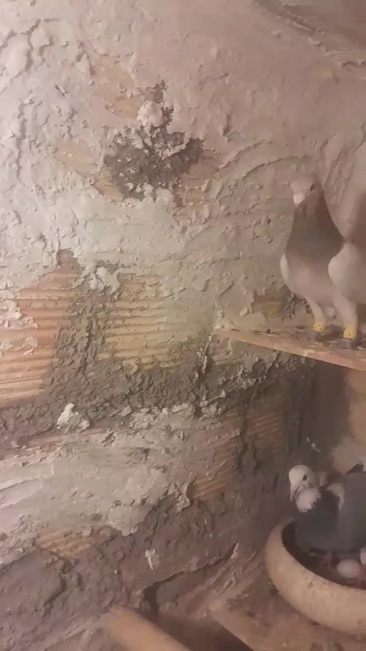 زرد هفترنگ خطی پرنده|پرنده|قزوین, |دیوار