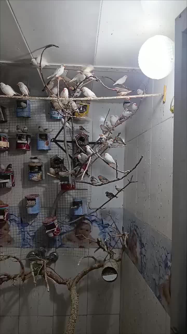 فنچ|پرنده|بیرجند, |دیوار